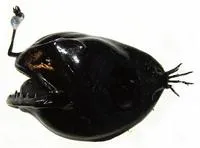 Can-opener smoothdream (Chaenophryne longiceps)