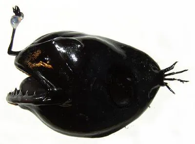 Can-opener smoothdream (Chaenophryne longiceps)