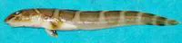 Canadian eelpout (Lycodes polaris)