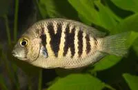 Canara pearlspot (Etroplus canarensis)