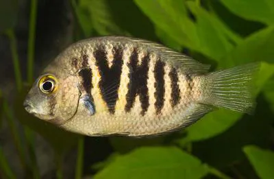 Canara pearlspot (Etroplus canarensis)