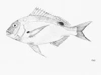 Canary dentex (Dentex canariensis)