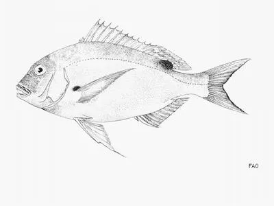 Canary dentex (Dentex canariensis)