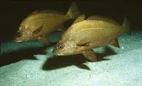 Canary drum (Umbrina canariensis)