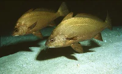 Canary drum (Umbrina canariensis)