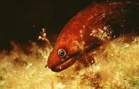 Canary moray (Gymnothorax bacalladoi)