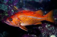 Canary rockfish (Sebastes pinniger)