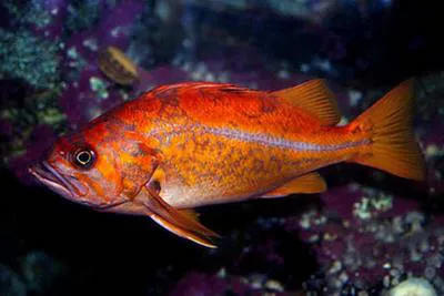 Canary rockfish (Sebastes pinniger)