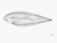 Canary tonguesole (Cynoglossus canariensis)
