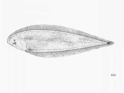 Canary tonguesole (Cynoglossus canariensis)