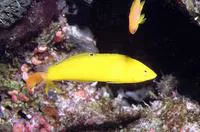 Canary wrasse (Halichoeres chrysus)