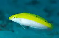 Canarytop wrasse (Halichoeres leucoxanthus)