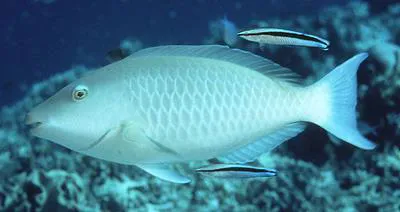 Candelamoa parrotfish (Hipposcarus harid)