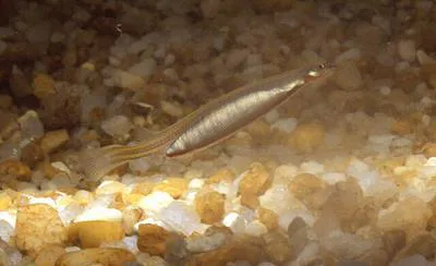 Candiru (Vandellia cirrhosa)