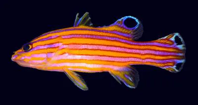 Candy basslet (Liopropoma carmabi)