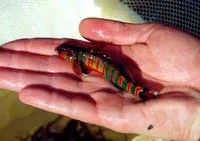 Candy darter (Etheostoma osburni)