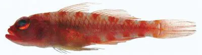Candy scale pygmy goby (Trimma squamicana)