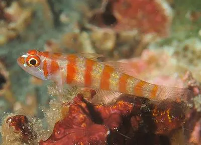 Candycane pygmy goby (Trimma cana)