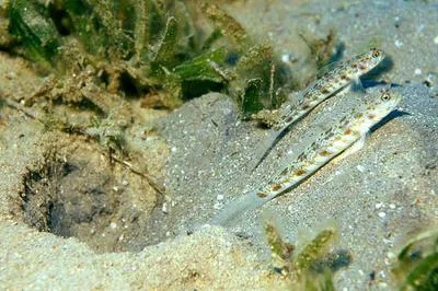 Candystick goby (Vanderhorstia delagoae)