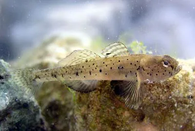 Canestrini's Goby (Pomatoschistus canestrinii)