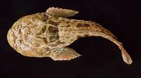 Cano toadfish (Thalassophryne maculosa)