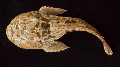 Cano toadfish (Thalassophryne maculosa)