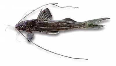 Capaz (Pimelodus grosskopfii)