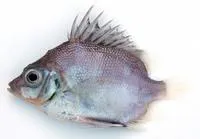 Cape armourhead (Pentaceros capensis)