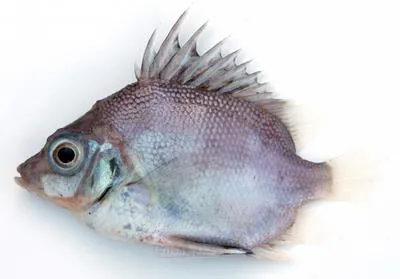 Cape armourhead (Pentaceros capensis)