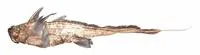 Cape chimaera (Chimaera notafricana)