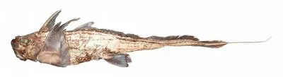 Cape chimaera (Chimaera notafricana)
