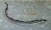 Cape conger (Conger wilsoni)