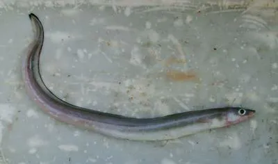 Cape conger (Conger wilsoni)
