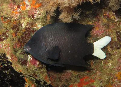 Cape damsel (Similiparma hermani)