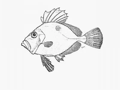 Cape dory (Zeus capensis)