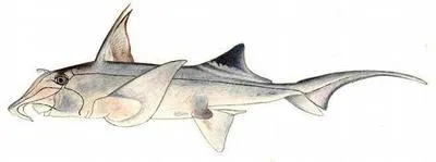 Cape elephantfish (Callorhinchus capensis)