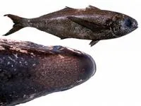 Cape fathead (Cubiceps capensis)