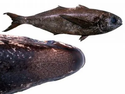 Cape fathead (Cubiceps capensis)