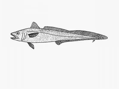 Cape grenadier (Macruronus capensis)