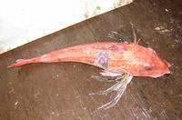 Cape gurnard (Chelidonichthys capensis)