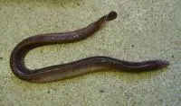 Cape hagfish (Myxine capensis)