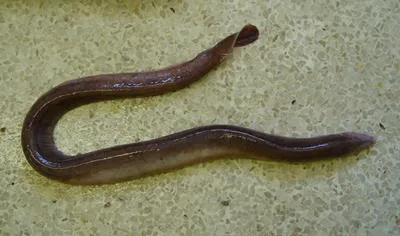 Cape hagfish (Myxine capensis)
