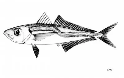 Cape horse mackerel (Trachurus capensis)