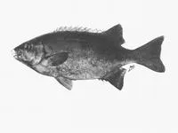 Cape knifejaw (Oplegnathus conwayi)