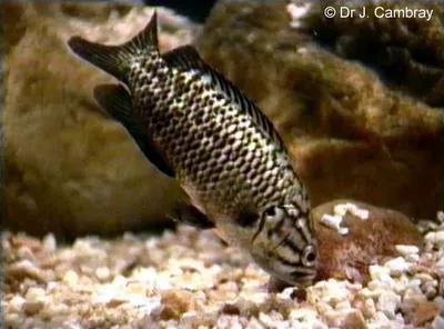 Cape kurper (Sandelia capensis)