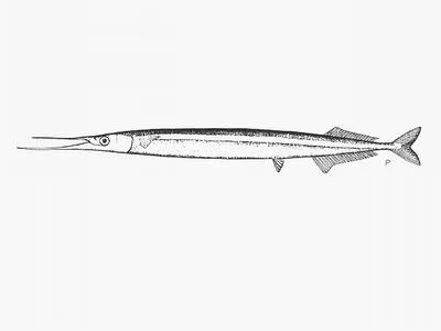 Cape needlefish (Petalichthys capensis)