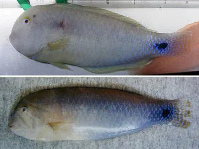 Cape razorfish (Xyrichtys mundiceps)