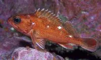 Cape redfish (Sebastes capensis)