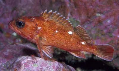 Cape redfish (Sebastes capensis)