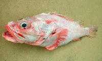 Cape rockfish (Trachyscorpia eschmeyeri)